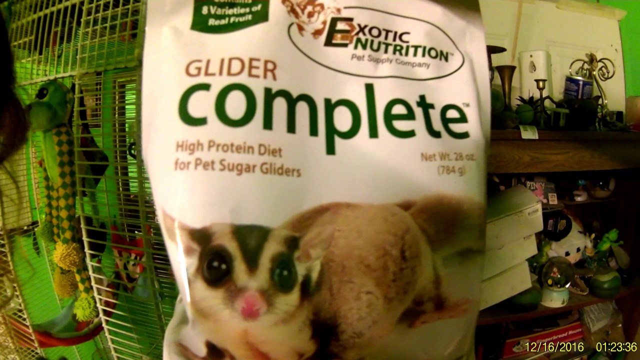 playing 11 today SUGARGLIDER PEEKABOO!!!!!!!!!!