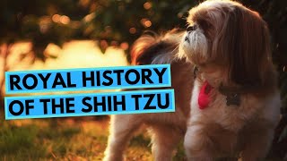 The Royal History of Shih Tzu Dog Breed  Origin and Ancestors