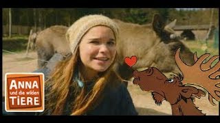 Vom Elch geknutscht | Reportage für Kinder | Anna und die wilden Tiere