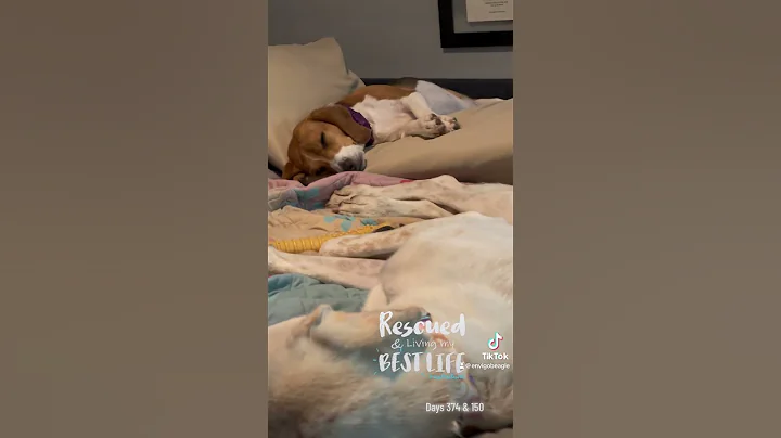 Tell me your dog is spoiled without telling me…