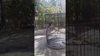 Kacer Rol Tembak lexsus By Lahar Sf