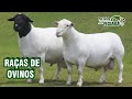 Raças de ovinos