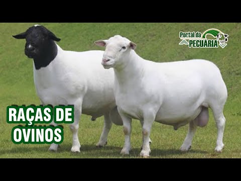 Vídeo: Uvas dedos de bruxa - uma das variedades mais inusitadas e espetaculares