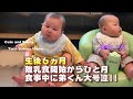 【男女双子の赤ちゃん】弟くん食事中に号泣する！初めてのヨーグルトにも挑戦