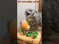 フクロウのプリちゃん人参収穫！ #owl #フクロウ