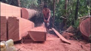 Friendly meal! for chainsaw lovers | wood senso chainsaw | stihl 070