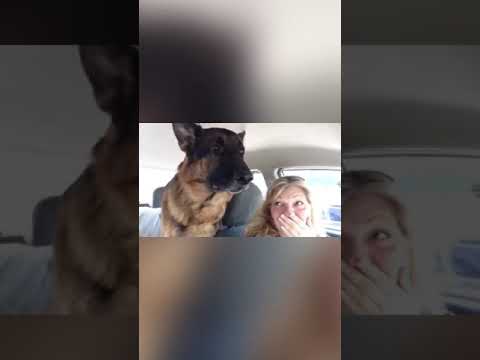 German Shepherd suddenly