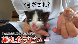 遂に離乳食デビューしました。【海に投棄された子猫編】