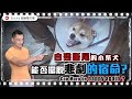 自殘斷尾的小柴犬能否擺脫悲劇的宿命? 🎞🎬Can Maru be Happy Again? 🎞🎬