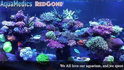 Cyanobacteria (Red Slime Algae) - What is it and how to manage it.