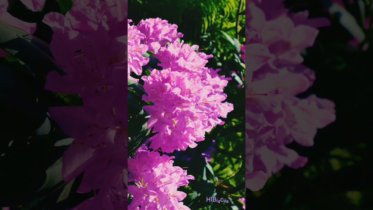 Lesser-Known Facts🤯Did you know?Some rhododendrons are toxic to pets,humans if ingested