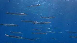 Lesepsian Yellowstripe barracuda at Akrotiri Cyprus July 2019