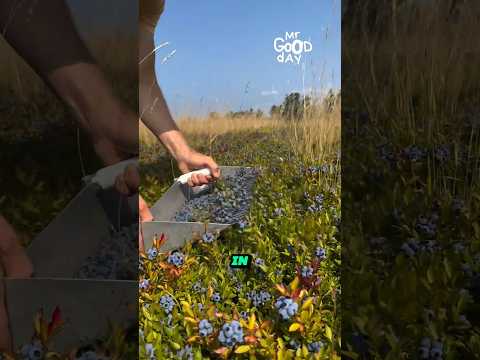 Wild Blueberry Harvesting Tools #shorts