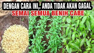 THIS WAY‼️ CHILI SEEDLINGS GROW QUICKLY & PROLONG AND GROW UNIFORMLY
