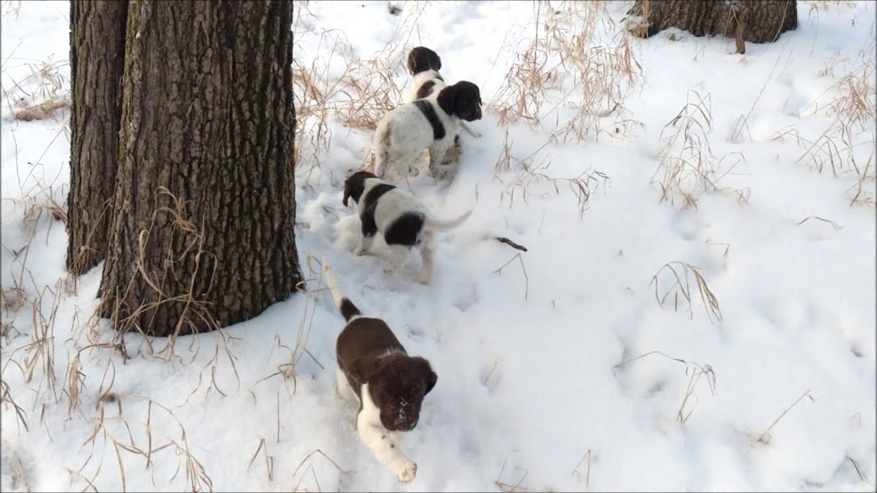 2/18: Rogue's litter video with last Jig male
