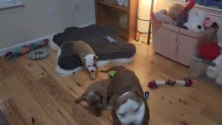 AKC STAFFORDSHIRE BULL TERRIER PUPPIES PLAYING WITH MOM by shastastaffordsanddobermans 74 views 4 weeks ago 59 seconds