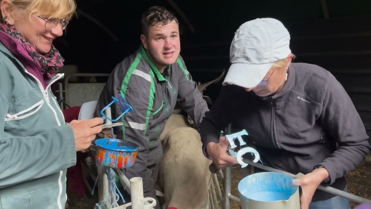 La préparation des troupeaux transhumants en pays cévenol (2025)