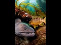 Wolf Eel Cave Ambush | Crushing Underwater Strike