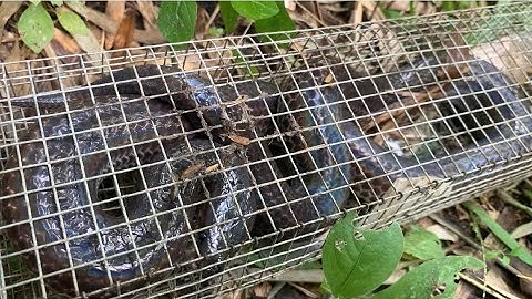 Bẫy Rắn: Thời Điểm Rắn Chạy Mạnh Không Có Chuột  Bẫy Rắn Trâm