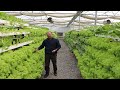 Hydroponic vegetable farming in India-Complete information about hydroponic system