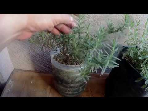 Video: Rosemary Container Care - Mga Tip Para sa Pagpapalaki ng Rosemary Sa Mga Kaldero