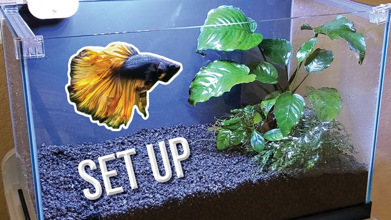 Betta Fish Tank Setup Guide: Get The Right Aquarium For Your Bettas