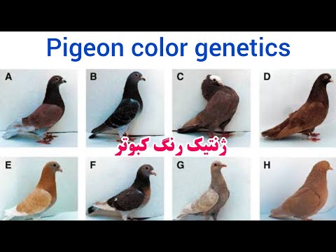 ژنتیک رنگ لطفا پس از مشاهده ویدئو به دو سوال مطرح شده پاسخ دهید با سپاس