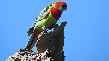 Eastern Rosella in the wild