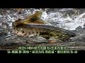 翻唱 中島美雪: サーモン ダンス Salmon Dance  (鮭魚之舞) 日語歌詞中譯-有押韻