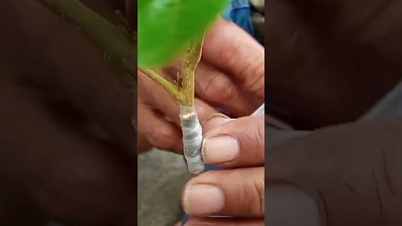 Sambung sisip kelengkeng