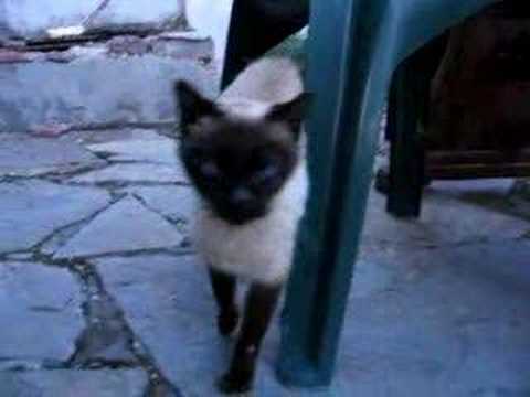 Видео: Как изглежда сиамска котка?