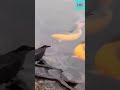 Умная Ворона ловит рыбу на приманку. 😀 Smart birds fishing.