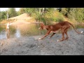 PODENCO IBICENCO - Ibizan hounds playing in the forest の動画、YouTube動画。