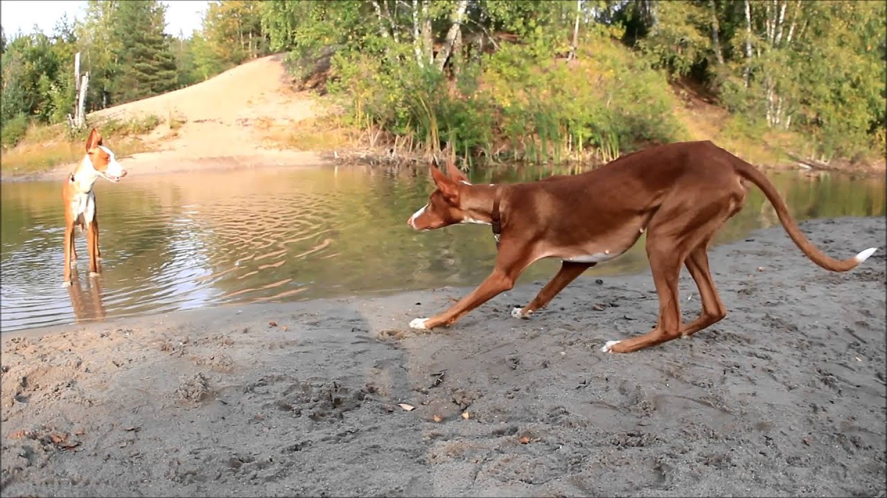 are ibizan hounds friendly or dangerous to strangers