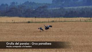 Cortejo Grullas del paraíso - Grus paradisea