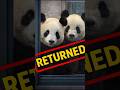 China Withdraws Panda's From Japan #japan #panda #china
