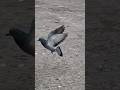 ye kya huaa kabutar ko 😲 #kabootar #flyers #pigeon