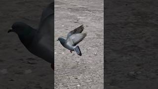 ye kya huaa kabutar ko 😲 #kabootar #flyers #pigeon