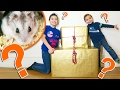 Gros cadeaux surprises pour nuts notre hamster 