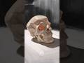 skull studyyy #art #digitalart #shorts