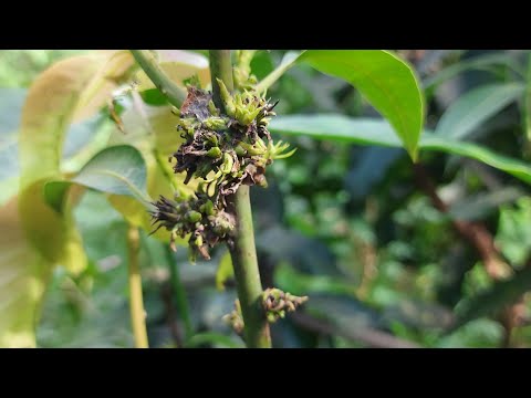 Most disease in mango.आम में लगने वाला सबसे खतरनाक  रोग.