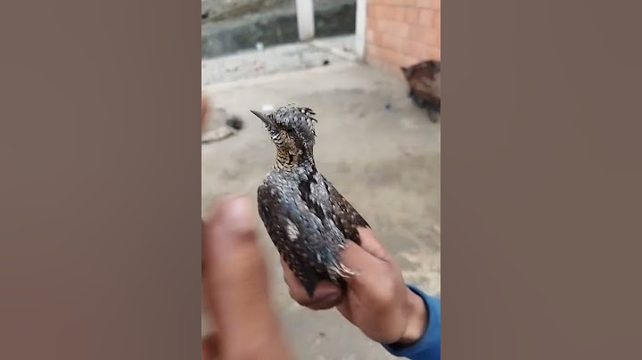طائر غريب تم العثور عليه في الجزائر 😯