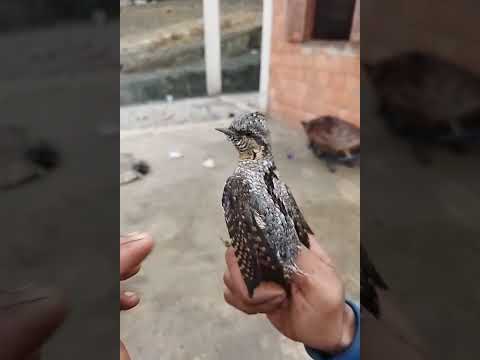 طائر غريب تم العثور عليه في الجزائر