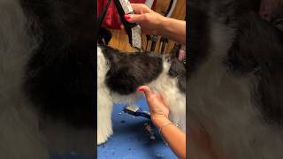 Choosing a dog clipper blade when setting pattern trims