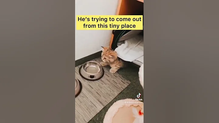 Watch the video about Cat's First Days Home ❤️ SamMie‘s House #shorts #cute #funnyshorts