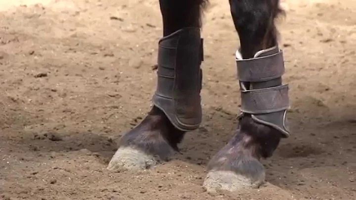 Reining Horses with Bonnie Becker