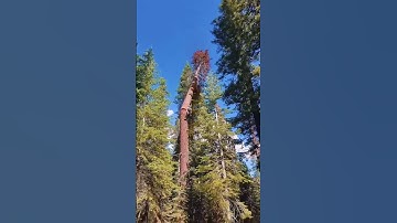Even Expert Loggers Make mistakes #loggers #tree #asmr #oddlysatisfying