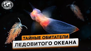 Инопланетные существа у Новой Земли  | @Русское географическое общество