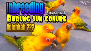 Perkawinan Sedarah inbreeding Sun Conure Bolehkah