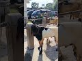 Harga Kambing lonjakan di pasar Imogiri  #kambing #kambingetawa #krishna #keşfet #khesari #shorts